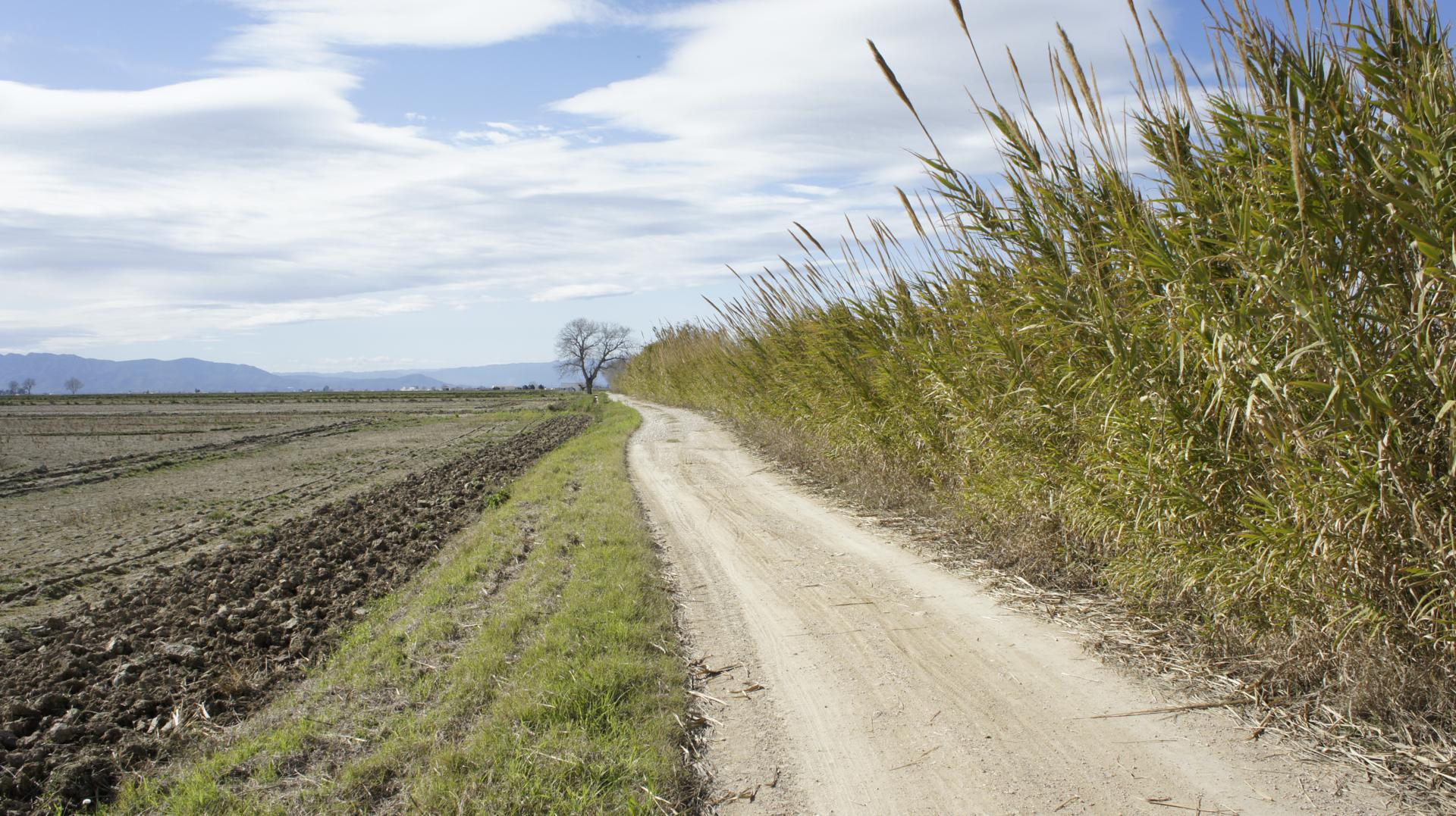 Running Sant Jaume dEnveja 21K (37)